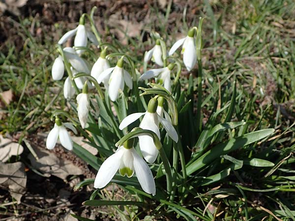 Galanthus nivalis \ Echtes Schneegl�ckchen / Snowdrop, D Ludwigshafen 8.3.2021