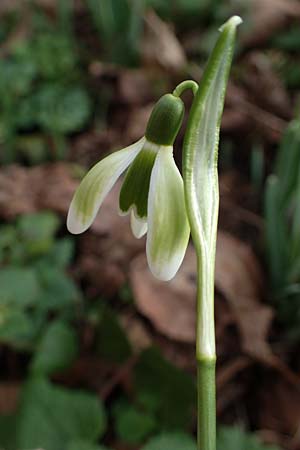 Galanthus nivalis \ Echtes Schneegl�ckchen / Snowdrop, D Mannheim-Pfingstberg 4.2.2023