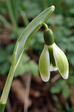 Galanthus nivalis \ Echtes Schneegl�ckchen / Snowdrop, D Mannheim-Pfingstberg 4.2.2023