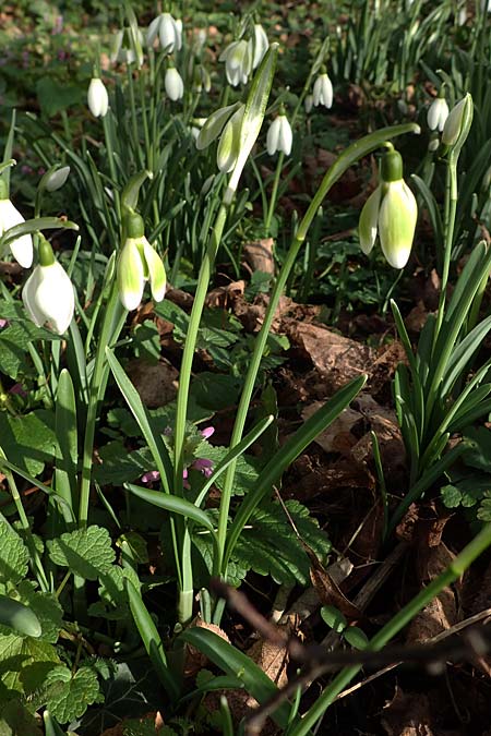 Galanthus nivalis \ Echtes Schneegl�ckchen / Snowdrop, D Mannheim-Pfingstberg 4.2.2023
