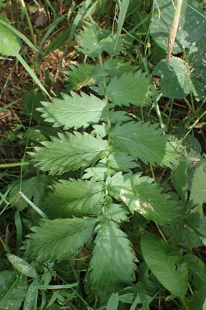 Agrimonia procera \ Wohlriechender Odermennig / Fragrant Agrimony, D Eppenbrunn 26.6.2023