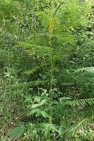 Agrimonia procera \ Wohlriechender Odermennig / Fragrant Agrimony, D Eppenbrunn 26.6.2023