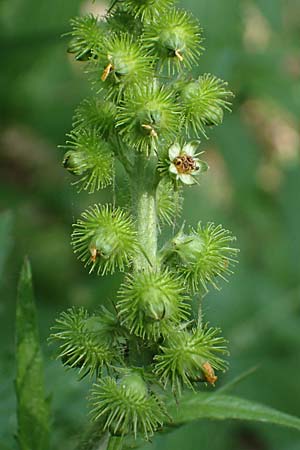 Agrimonia procera \ Wohlriechender Odermennig / Fragrant Agrimony, D B&ouml;hl-Iggelheim 2.7.2023