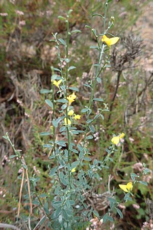 Genista pilosa \ Heide-Ginster, Behaarter Ginster / Hairy Greenweed, D Bad D&uuml;rkheim 3.10.2016