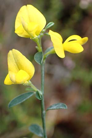 Genista pilosa \ Heide-Ginster, Behaarter Ginster / Hairy Greenweed, D Bad D&uuml;rkheim 3.10.2016