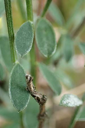 Genista pilosa \ Heide-Ginster, Behaarter Ginster / Hairy Greenweed, D Bad D&uuml;rkheim 3.10.2016