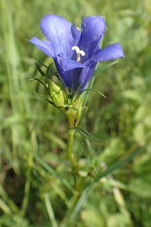Gentiana pneumonanthe \ Lungen-Enzian / Marsh Gentian, D Gro&szlig;-Gerau 28.7.2017