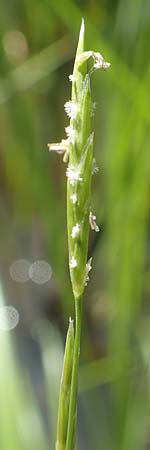 Glyceria fluitans \ Flutender Schwaden / Floating Sweet Grass, D Stuttgart-Hohenheim 19.7.2018