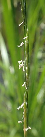 Glyceria fluitans \ Flutender Schwaden / Floating Sweet Grass, D Stuttgart-Hohenheim 19.7.2018