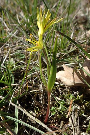 Gagea villosa \ Acker-Gelbstern / Hairy Star of Bethlehem, D Mannheim 24.3.2021