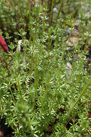 Galium parisiense var. leiocarpum, Bald Wall Bedstraw