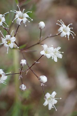 Gypsophila paniculata, Chalk Plant, Baby's Breath