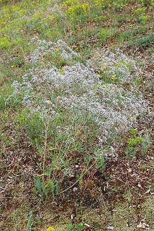 Gypsophila paniculata, Chalk Plant, Baby's Breath