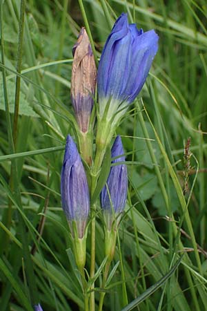 Gentiana pneumonanthe \ Lungen-Enzian / Marsh Gentian, D Neuleiningen 26.8.2021