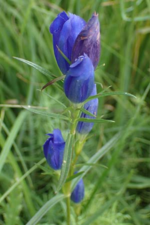 Gentiana pneumonanthe \ Lungen-Enzian / Marsh Gentian, D Neuleiningen 26.8.2021