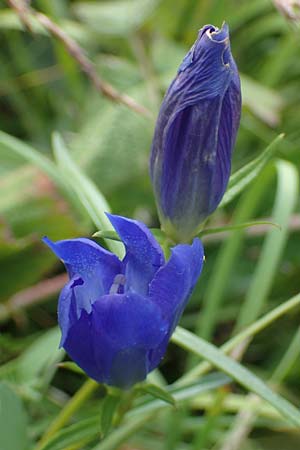 Gentiana pneumonanthe, Lungen-Enzian