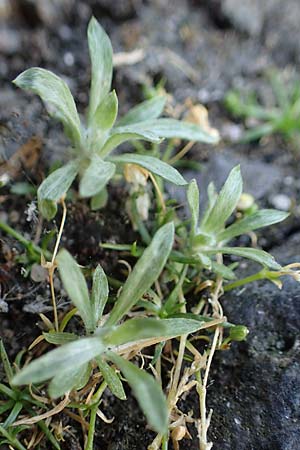Gnaphalium pensylvanicum \ Pennsylanisches Schein-Ruhrkraut, D Gie&szlig;en 12.6.2023