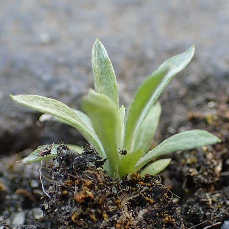 Gnaphalium pensylvanicum \ Pennsylanisches Schein-Ruhrkraut, D Gie&szlig;en 12.6.2023