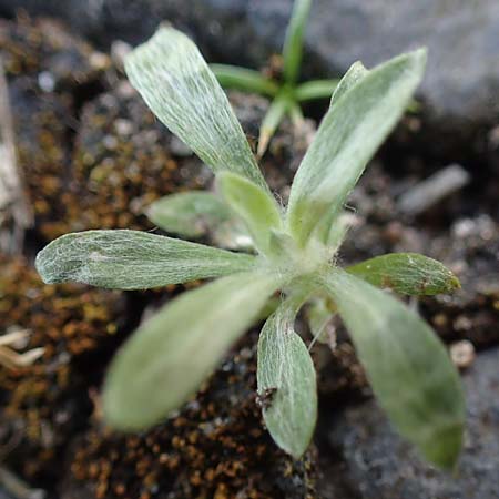 Gnaphalium pensylvanicum \ Pennsylanisches Schein-Ruhrkraut, D Gie&szlig;en 12.6.2023