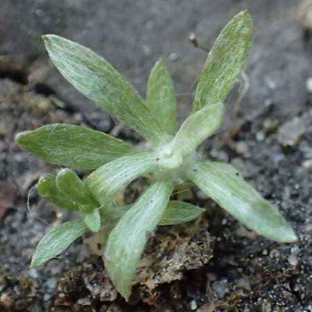 Gnaphalium pensylvanicum \ Pennsylanisches Schein-Ruhrkraut, D Gie&szlig;en 12.6.2023