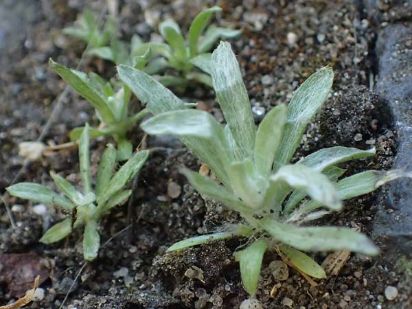 Gnaphalium pensylvanicum \ Pennsylanisches Schein-Ruhrkraut, D Gie&szlig;en 12.6.2023