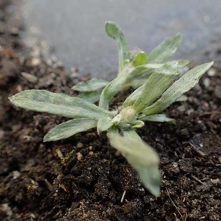 Gnaphalium pensylvanicum \ Pennsylanisches Schein-Ruhrkraut, D Gie&szlig;en 12.6.2023