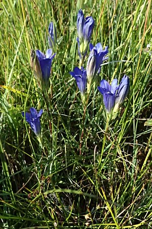 Gentiana pneumonanthe \ Lungen-Enzian / Marsh Gentian, D Mitterlern 13.8.2024