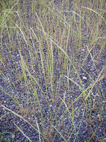 Festuca myuros \ M�useschwanz-Federschwingel, Gew�hnlicher Federschwingel / Rat's-Tail Fescue, D Mannheim 13.5.2015