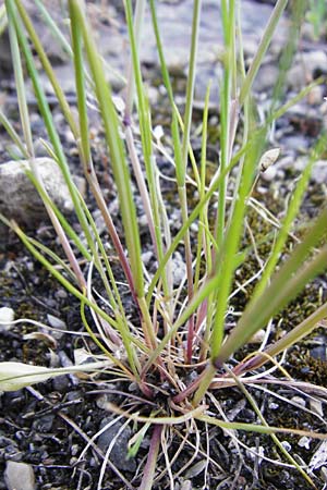 Festuca myuros \ M�useschwanz-Federschwingel, Gew�hnlicher Federschwingel / Rat's-Tail Fescue, D Mannheim 13.5.2015