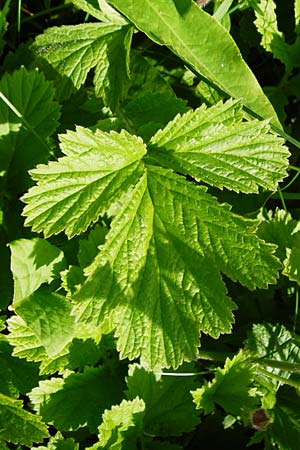 Geum rivale \ Bach-Nelkenwurz / Water Avens, D Kohlstetten 2.6.2015