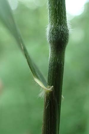 Hordelymus europaeus \ Wald-Gerste / Wood Barley, D Hechingen 20.6.2015