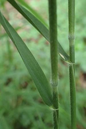 Hordelymus europaeus \ Wald-Gerste / Wood Barley, D Hechingen 20.6.2015