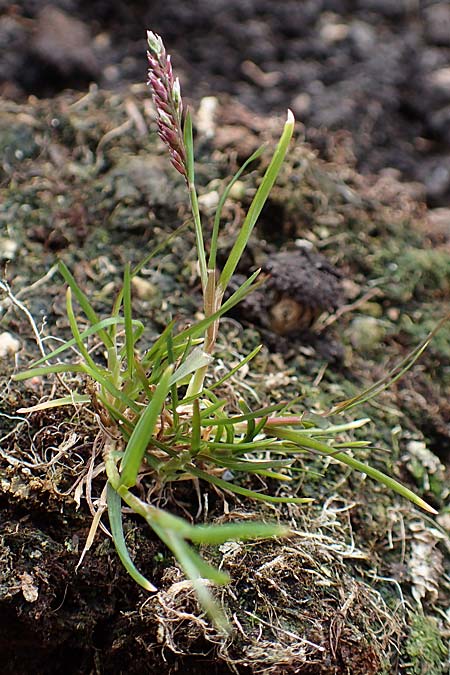 Poa infirma \ Fr�hlings-Rispengras / Early Meadow Grass, Weak Blue Grass, D Mannheim 6.3.2017