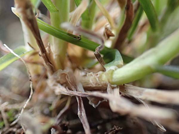 Poa infirma \ Fr�hlings-Rispengras / Early Meadow Grass, Weak Blue Grass, D Mannheim 6.3.2017