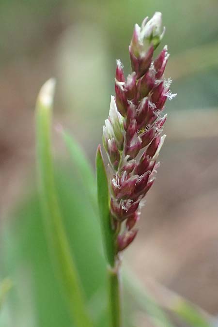 Poa infirma \ Fr�hlings-Rispengras / Early Meadow Grass, Weak Blue Grass, D Mannheim 6.3.2017