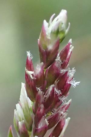 Poa infirma \ Fr�hlings-Rispengras / Early Meadow Grass, Weak Blue Grass, D Mannheim 6.3.2017