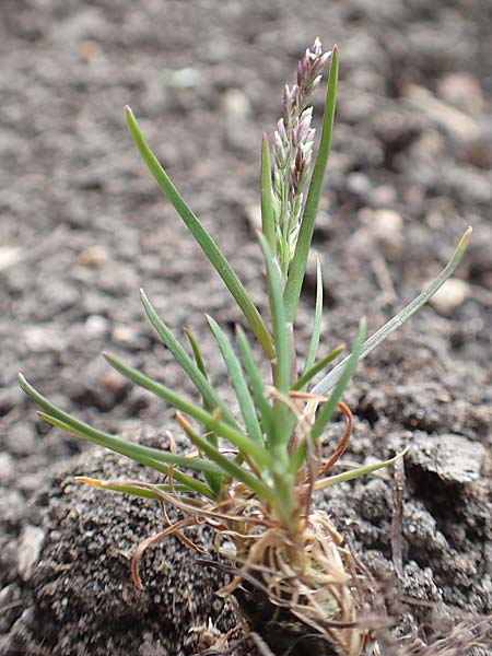 Poa infirma \ Fr�hlings-Rispengras / Early Meadow Grass, Weak Blue Grass, D Mannheim 29.3.2017