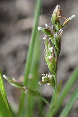 Poa infirma \ Fr�hlings-Rispengras / Early Meadow Grass, Weak Blue Grass, D Mannheim 29.3.2017