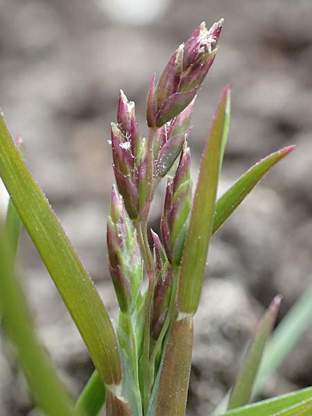 Poa infirma \ Fr�hlings-Rispengras / Early Meadow Grass, Weak Blue Grass, D Mannheim 29.3.2017