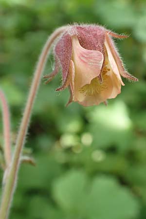 Geum rivale, Water Avens