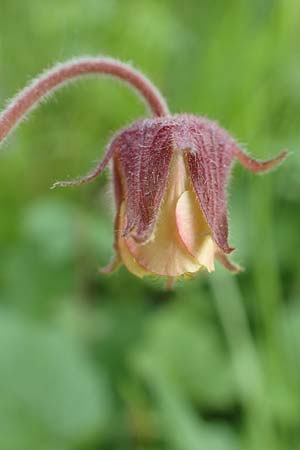 Geum rivale \ Bach-Nelkenwurz / Water Avens, D K&auml;mpfelbach 29.4.2017