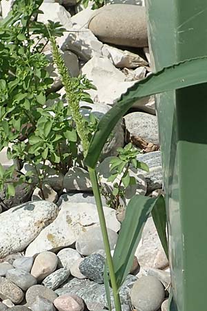 Setaria verticilliformis \ Zweifelhafte Borstenhirse, Kurzborsten-Borstenhirse / Barbed Bristle Grass, D Konstanz 6.6.2018