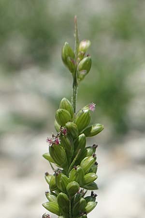 Setaria verticilliformis \ Zweifelhafte Borstenhirse, Kurzborsten-Borstenhirse / Barbed Bristle Grass, D Konstanz 6.6.2018