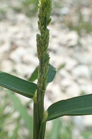 Setaria verticilliformis \ Zweifelhafte Borstenhirse, Kurzborsten-Borstenhirse / Barbed Bristle Grass, D Konstanz 6.6.2018