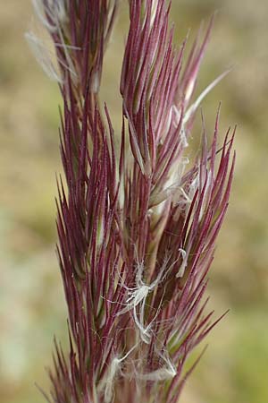 Calamagrostis epigejos \ Land-Reitgras / Wood Small Reed, D Waltrop 14.6.2018