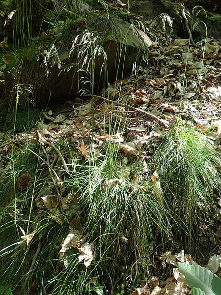 Deschampsia flexuosa \ Draht-Schmiele / Wavy Hair Grass, D Neustadt an der Weinstra&szlig;e 2.6.2019