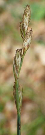Danthonia decumbens \ T�uschender Dreizahn / Common Heath Grass, D Hunsr&uuml;ck, B&ouml;rfink 18.7.2020