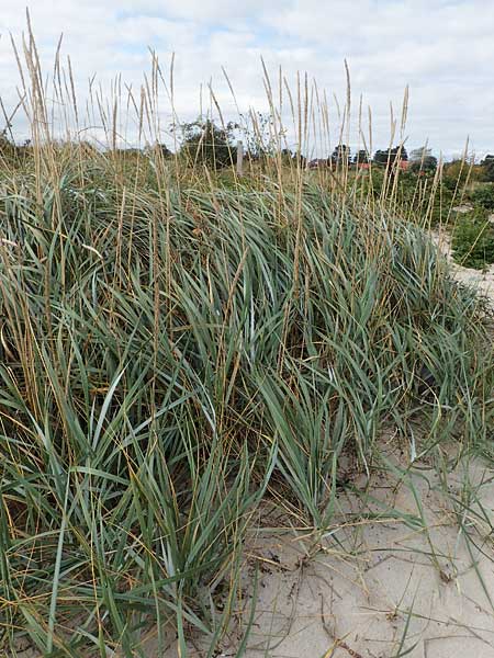 Leymus arenarius \ Strand-Roggen / Sea Lyme Grass, D Hohwacht 19.9.2021