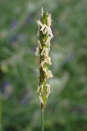 Alopecurus pratensis \ Wiesen-Fuchsschwanz / Meadow Foxtail, D Mannheim 27.4.2022