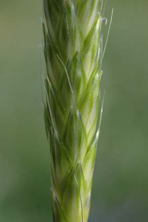 Alopecurus pratensis \ Wiesen-Fuchsschwanz / Meadow Foxtail, D Mannheim 27.4.2022